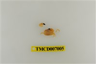 藏品(礁石假團扇蟹)的圖片